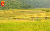 Mùa vàng ở vùng cao Y Tý